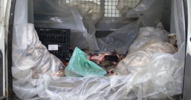 Stire din Eveniment : Aproape o tonă de pește au confiscat polițiștii de la Garda de Coastă