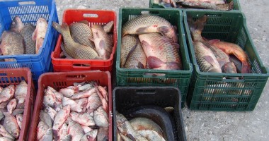 Patru braconieri, prinși cu mâța-n sac