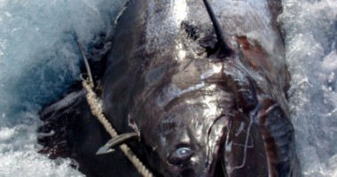 Stire din Diverse : A prins un PEȘTE de 600 KG și cinci METRI, la UNDIȚĂ!
