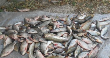 80 kilograme de pește, confiscate