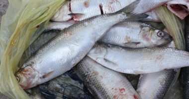 Stire din Eveniment : Peste 450 de kilograme de pește, confiscate