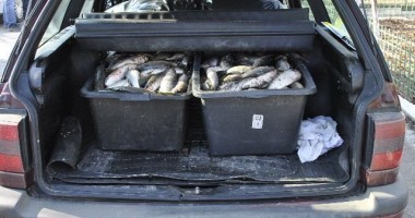 Stire din Eveniment : Aproape 180 kilograme pește confiscat de polițiștii de frontieră