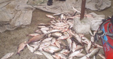 Stire din Eveniment : Peste 260 kilograme pește confiscat de polițiștii de frontieră
