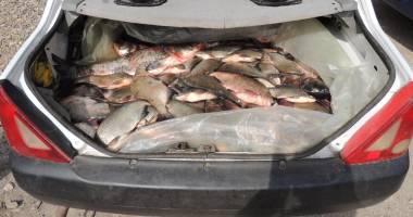 Pește confiscat de Garda de Coastă