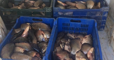 100 kilograme de pește confiscate de polițiștii de frontieră constănțeni