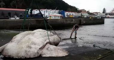Creatura ciudată găsită pe o plajă din Europa. Are 3 tone și a un record mondial | Cuget Liber