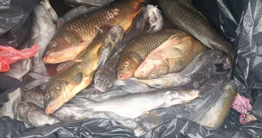 Stire din Eveniment : Doi bărbați prinși de jandarmi în timp ce vindeau pește din portbagajul unei mașini, la Mircea Vodă