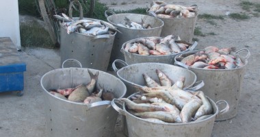 Stire din Eveniment : Vindea pește alterat  în Mangalia