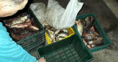 Sute de kilograme de pește, confiscate de ofițerii Gărzii de Coastă - 3