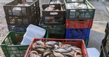 Peste 550 de kilograme de pește, confiscat de Poliția de Frontieră - 2