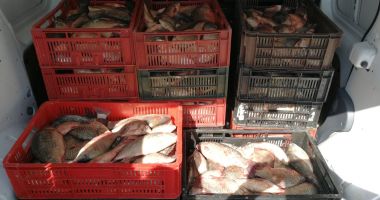 Stire din Eveniment : Peste 200 kg de pește au fost confiscate de polițiștii de frontieră