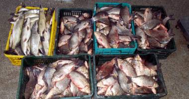Stire din Eveniment : Sute de kilograme de pește, confiscate de ofițerii Gărzii de Coastă