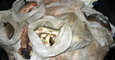 Sute de kilograme de pește, confiscate de ofițerii Gărzii de Coastă - 5