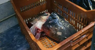 Stire din Eveniment : Pește expirat și fără acte, confiscat de la două pescării din Constanța