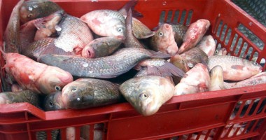 Stire din Eveniment : Peste jumătate de tonă de pește, în plasele Gărzii de Coastă