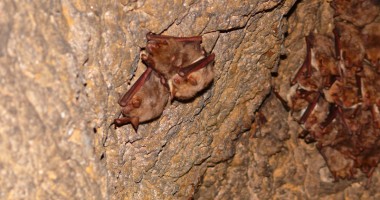 Peștera Liliecilor, de la Gura Dobrogei - 2