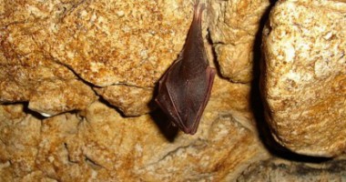 Stire din Actual : Trei specii rare de lilieci, într-o peșteră din România