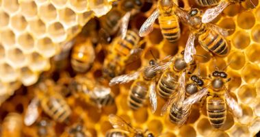 Stire din Actualitate : România a început anul sfidând în mod deschis legislaţia Uniunii Europene, în privința pesticidelor care ucid albinele