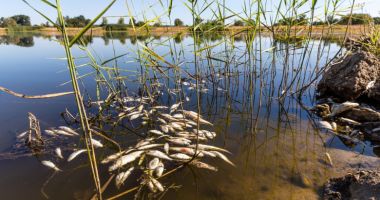 Criza peştilor morţi din fluviul Oder s-a încheiat
