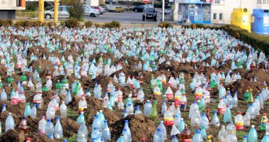Stire din Social : Ce a plantat Primăria în centrul Constanței