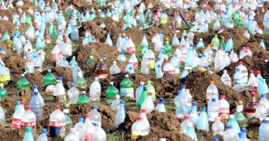 Ce a plantat Primăria în centrul Constanței - 2
