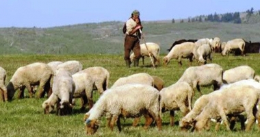 Stire din Economie : Piața Europei de Vest se deschide pentru crescătorii români de ovine