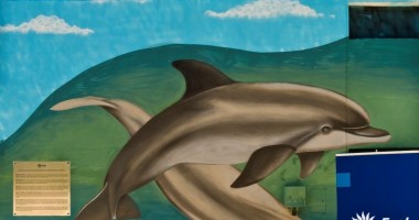 Stire din Social : Animale și plante pe cale de dispariție, pictate pe postul de transformare Enel de la Delfinariu