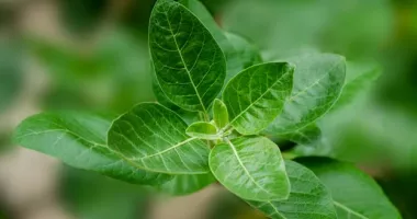 Stire din Actualitate : Ashwagandha: Secretul antichității pentru echilibrul tău modern