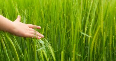 Afecțiuni dermatologice. Pielea, reacții toxice la atingerea plantelor