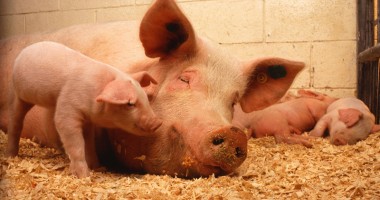 Stire din Economie : Vrei să dezvolți o fermă de familie? Mai ai două săptămâni să ceri finanțare