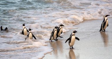 Pinguinii africani, periclitaÅ£i de zgomotele navelor Ã®n Golful Algoa