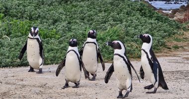 Cel puţin 28 de pinguini au murit de gripă aviară în colonia Boulders din Cape Town