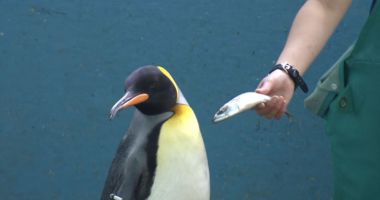 Stire din Actualitate : Pinguinii de la un acvariu japonez refuză să mănânce peștele ieftin