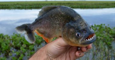 Un pescar susține că a găsit Piranha într-un lac din România. Ce spun specialiștii