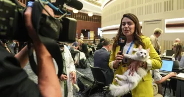 Lokum, pisica vedetă de la summitul NATO. A cucerit jurnaliștii străini la Ankara - 2