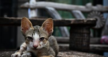 Stire din Eveniment : Amendă de 10.000 de lei pentru un bărbat care și-a abandonat pisica pe marginea drumului. Iată cum a fost identificat