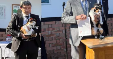 Stire din Actualitate : O pisică calico, numită "șef de gară", a salvat o linie ferată de la faliment