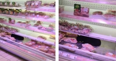 Stire din Social : Prima reacție a gigantului Carrefour, după ce o pisică a fost filmată în vitrina cu carne