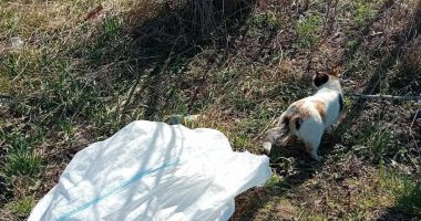 Stire din Eveniment : Ce pedeapsă a primit un bărbat care a fost filmat în timp ce abandona două pisicuțe