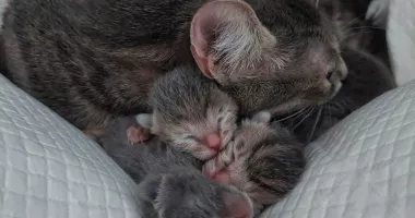 Acțiune de amploare pentru salvarea a peste 120 de feline ținute în condiții necorespunzătoare
