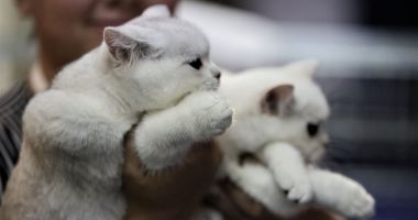Stire din Eveniment : Două pisici aflate sub influenţa drogurilor, aduse la un spital din Bucureşti