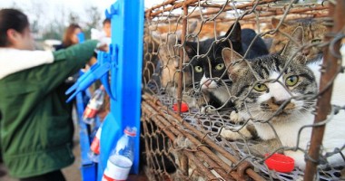 Stire din Diverse : VIDEO ȘOCANT: 500 de pisici, îndesate în cuști de fier și saci. Felinele urmau să fie mâncate!
