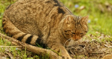 Stire din Social : Animalele sălbatice periculoase pot fi vânate oricând