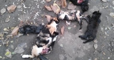 MASACRU în zona Abator: animale spintecate și cu organele scoase! - 2