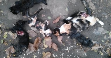Stire din Eveniment : MASACRU în zona Abator: animale spintecate și cu organele scoase!