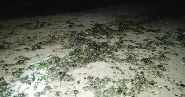 Stire din Social : Poluare cu păcură,  pe plaja din Mangalia
