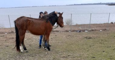 Stire din Eveniment : Plângere penală împotriva proprietarului cailor chinuiți, de la Techirghiol