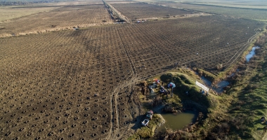 10.000 de puieți, plantați de voluntari în județul Constanța - 2