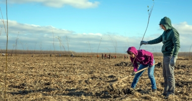 Stire din Social : 10.000 de puieți, plantați de voluntari în județul Constanța