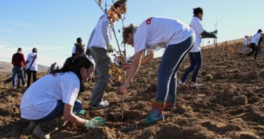 Stire din Politică-Administrație : 20.000 de puieți de salcâm, plantați de voluntari la Peștera